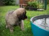 images/T-Wurf/T-Wurf Wo 10/3S8A3145-Bearbeitet_Web.jpg